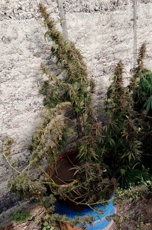 бочка1.jpg бочка1.jpg