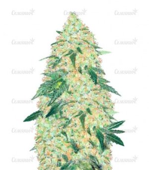 Super Extra Skunk.jpg