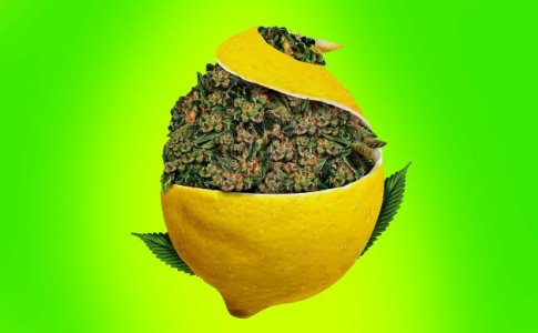Sort-konopli-Super-Lemon-Haze.jpg
