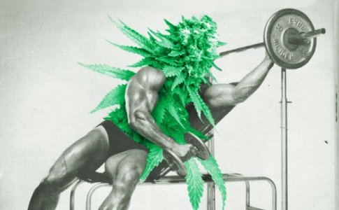 Положительное влияние стресса на коноплю