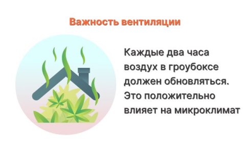 Плохая вентиляция конопли Плохая вентиляция конопли