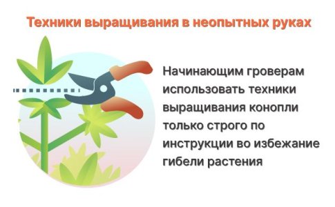 Неправильное применение техник выращивания конопли Неправильное применение техник выращивания конопли