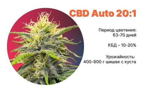 Сорт конопли CBD Auto 20:1 от FastBuds Сорт конопли CBD Auto 20:1 от FastBuds