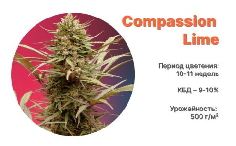 Сорт конопли CBD Auto Compassion Lime от Dutch Passion Сорт конопли CBD Auto Compassion Lime от Dutch Passion