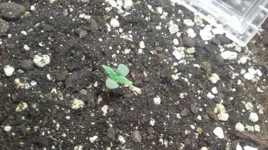 20210315_203850.jpg 20210315_203850.jpg