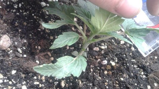 20210326_132735.jpg 20210326_132735.jpg