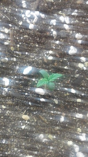 20210330_182737.jpg 20210330_182737.jpg