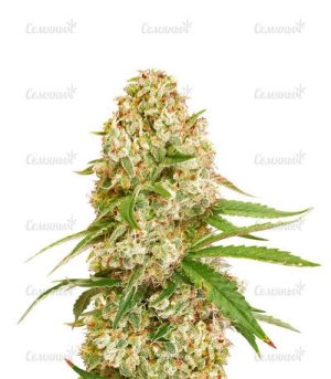 Gorilla GLue #4.jpg Gorilla GLue #4.jpg