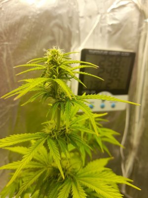 image-2021-04-04 19_07_36.jpg