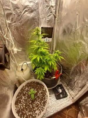 image-2021-04-04 19_07_39.jpg