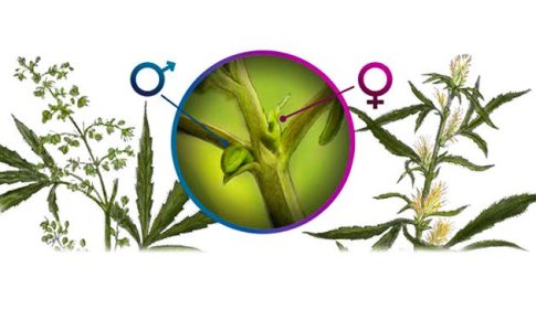 Как сделать феминизированные семена конопли