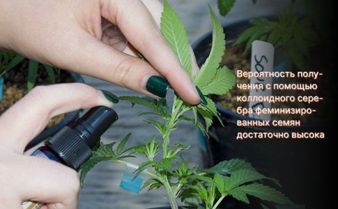 феминизированные семена и коллоидное серебро