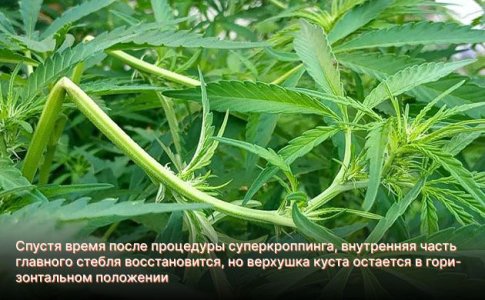 суперкроппинг конопли суперкроппинг конопли