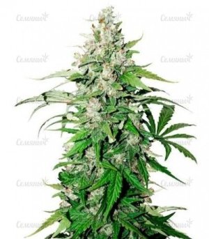 auto cinderella jack.jpg