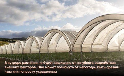 как определяется индор и аутдор для семян