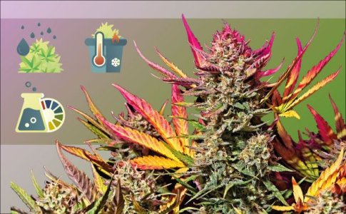 Листья конопли смотрят вверх