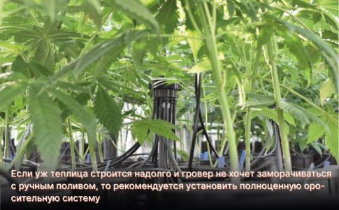 Полив конопли в теплице Полив конопли в теплице