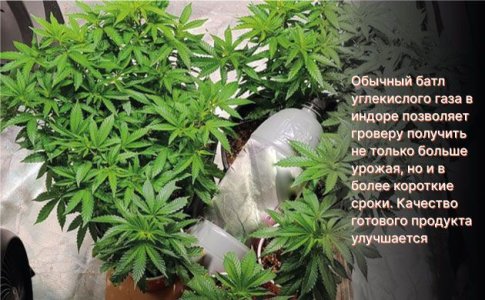 CO2 для конопли и урожайность CO2 для конопли и урожайность