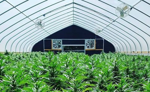 Выращивание конопли в теплице Выращивание конопли в теплице