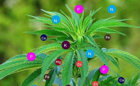 Удобрения для автоцветов Удобрения для автоцветов