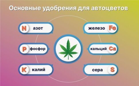 Удобрения для автоцветов в индоре и аутдоре Удобрения для автоцветов в индоре и аутдоре