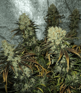 1624479139953.png 1624479139953.png