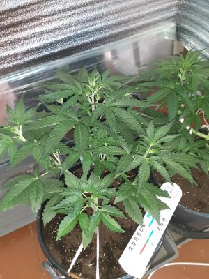 IMG-20210626-WA0000.jpg IMG-20210626-WA0000.jpg