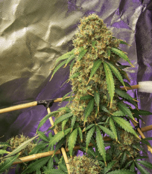 1624718818466.png 1624718818466.png