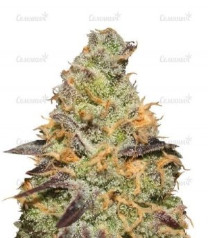 bluekushberry.jpg bluekushberry.jpg