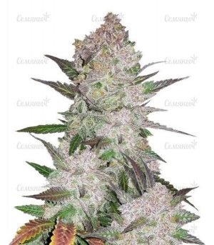 cream-cookies.jpg cream-cookies.jpg