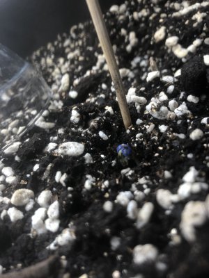 9D3287DF-AD5A-4DB7-B8C3-A2F0FBFDC248.jpeg 9D3287DF-AD5A-4DB7-B8C3-A2F0FBFDC248.jpeg