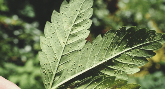 1666102291814.png 1666102291814.png