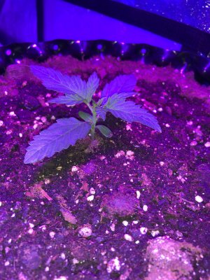 IMG_6833.JPG IMG_6833.JPG