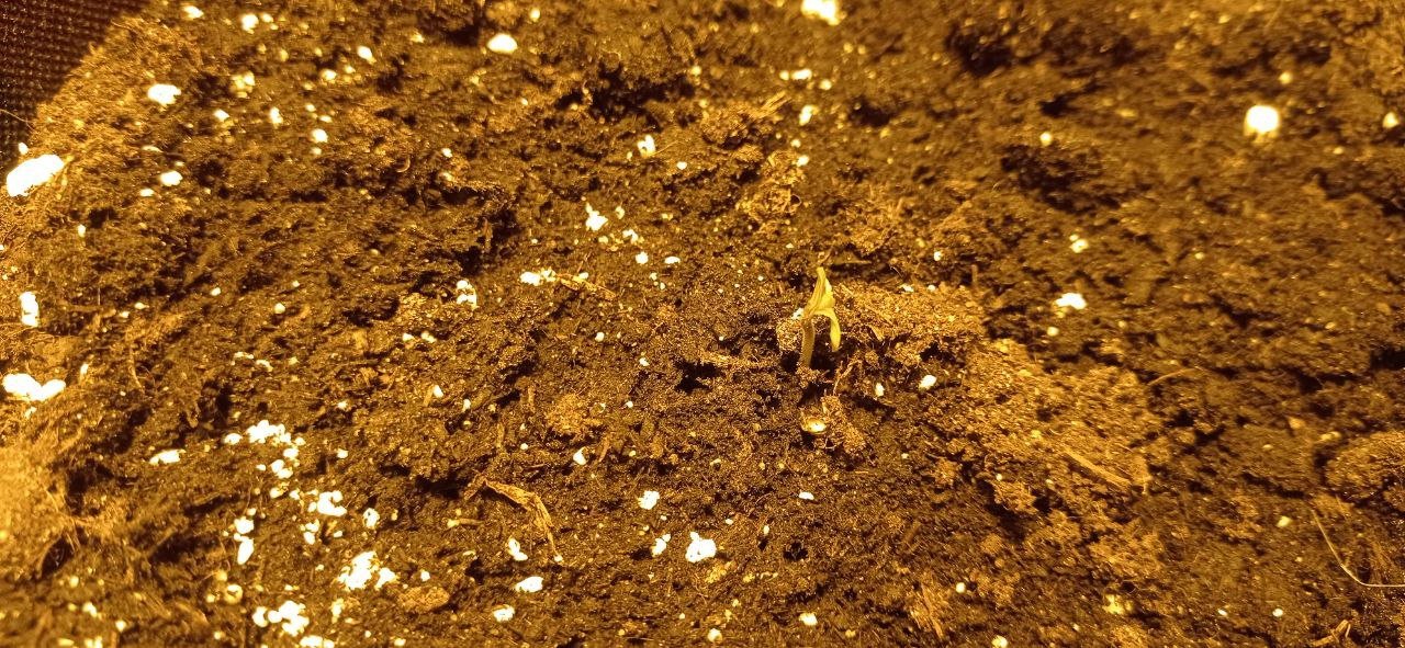 всход.jpg всход.jpg