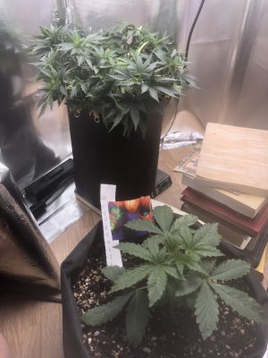 025F7E8F-20FE-4647-AEE8-735AD1041A16.jpeg 025F7E8F-20FE-4647-AEE8-735AD1041A16.jpeg