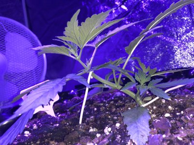 IMG_6927.JPG IMG_6927.JPG