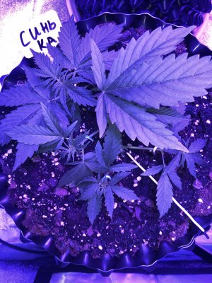 306BCD80-B5DC-4E60-AD6E-7B2C20D59DE4.jpeg 306BCD80-B5DC-4E60-AD6E-7B2C20D59DE4.jpeg