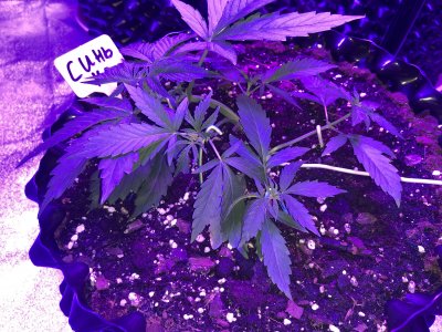 A818FCE2-5AC3-478F-98DC-870D864F631A.jpeg A818FCE2-5AC3-478F-98DC-870D864F631A.jpeg