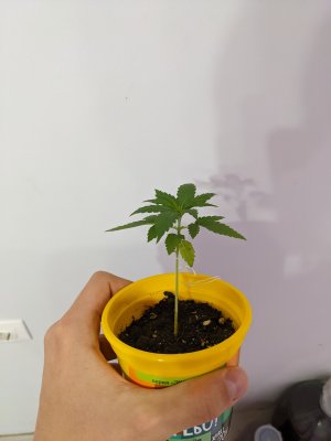 PXL_20221108_204415346.jpg PXL_20221108_204415346.jpg