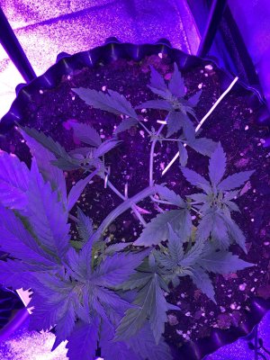 C5D53251-437F-4B5D-871E-E8C7B283B2A4.jpeg C5D53251-437F-4B5D-871E-E8C7B283B2A4.jpeg