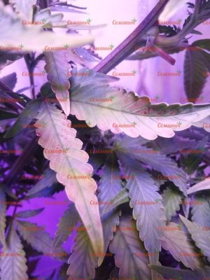 1723-wm-43374.40000000596_watermarked.jpg 1723-wm-43374.40000000596_watermarked.jpg