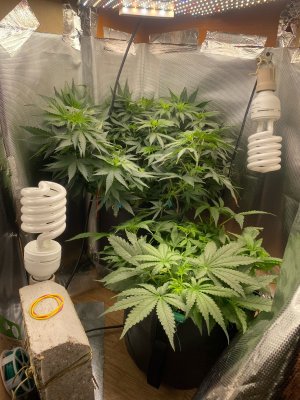 D5284D33-B7AB-4974-9B63-5CFD2CA5520C.jpeg D5284D33-B7AB-4974-9B63-5CFD2CA5520C.jpeg