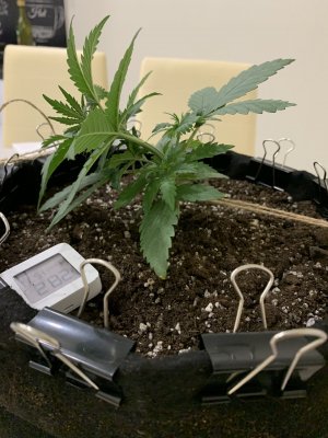 7C0FE8AE-83FD-477E-AC6B-2C7F8907BBFD.jpeg 7C0FE8AE-83FD-477E-AC6B-2C7F8907BBFD.jpeg