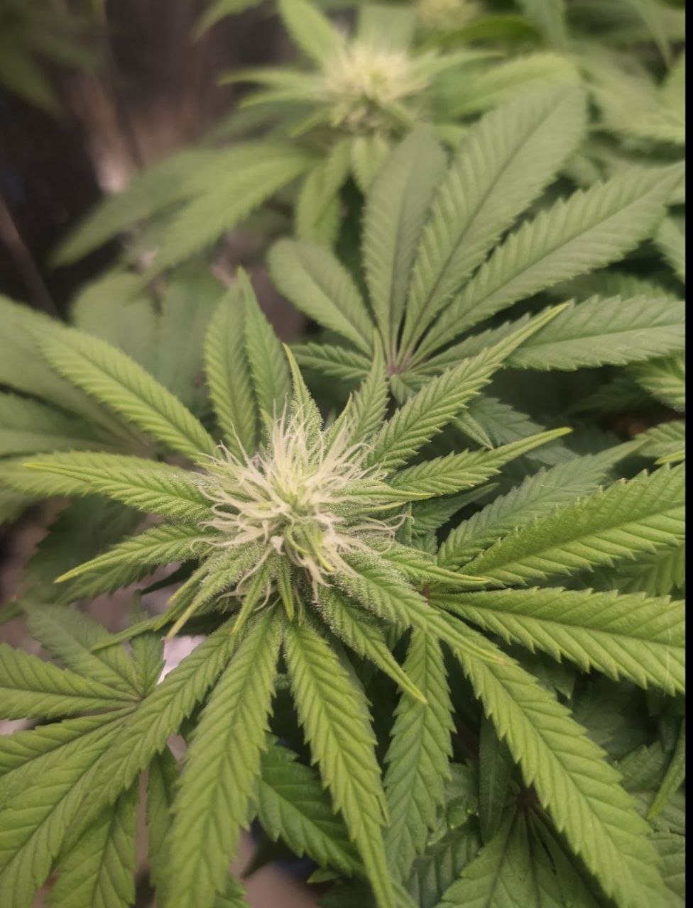 582 — копия.jpg