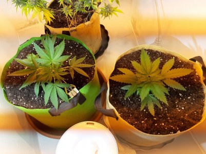 20221118_105908.jpg 20221118_105908.jpg