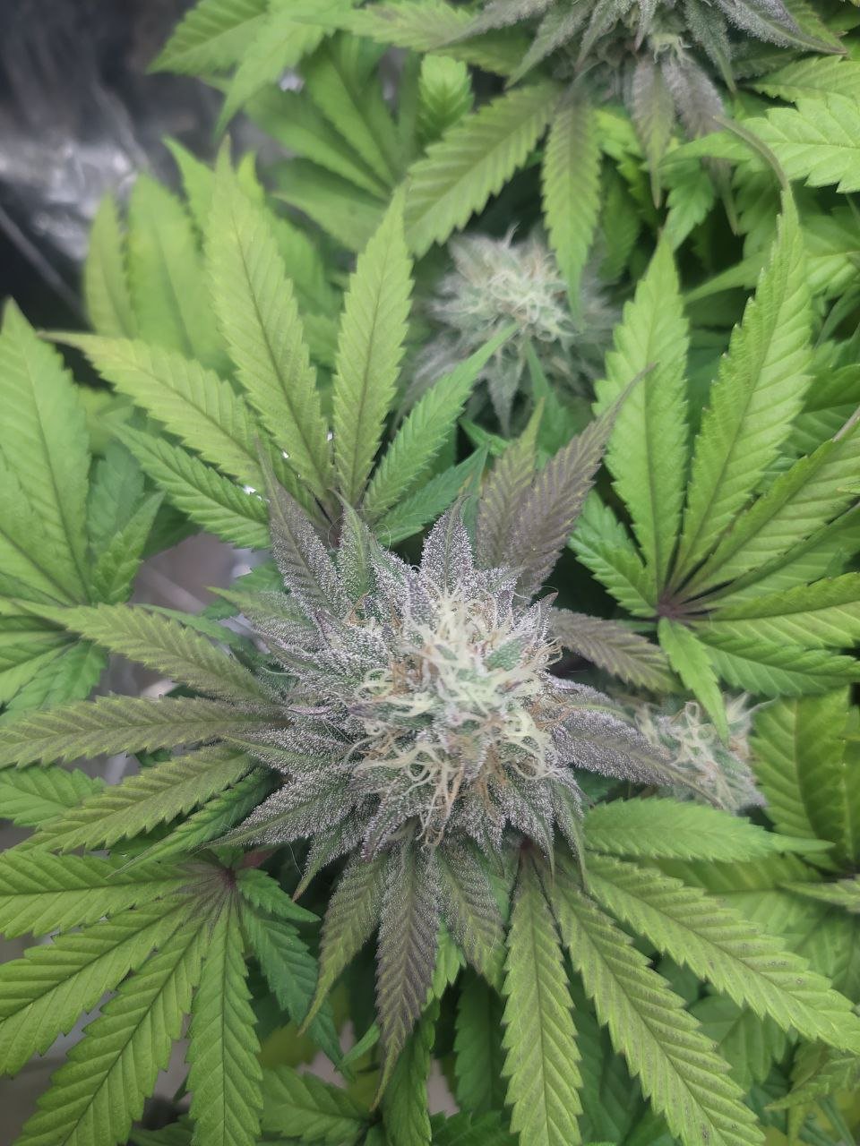 1 — копия.jpg