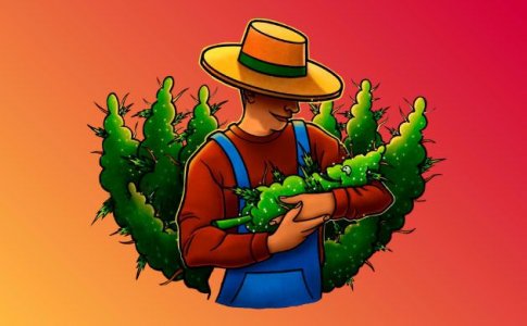 Все о макро- и микроэлементах конопли