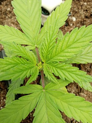 IMG_20221206_194709.jpg IMG_20221206_194709.jpg