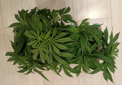 imgonline-com-ua-dexif3hVYz25VJgoa.jpg imgonline-com-ua-dexif3hVYz25VJgoa.jpg