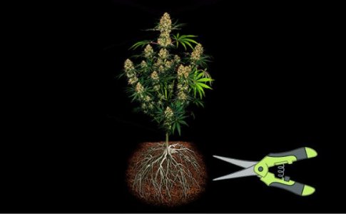 Подрезка корней в гидропонных системах Подрезка корней в гидропонных системах